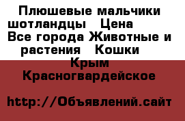 Плюшевые мальчики шотландцы › Цена ­ 500 - Все города Животные и растения » Кошки   . Крым,Красногвардейское